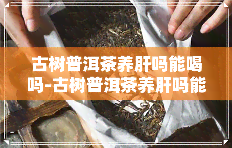 古树普洱茶养肝吗能喝吗-古树普洱茶养肝吗能喝吗女性