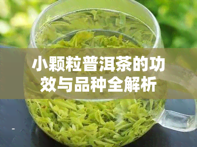 小颗粒普洱茶的功效与品种全解析