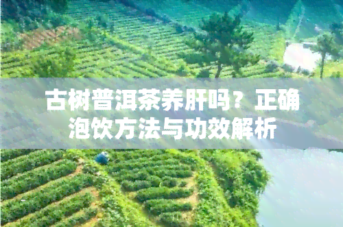 古树普洱茶养肝吗？正确泡饮方法与功效解析