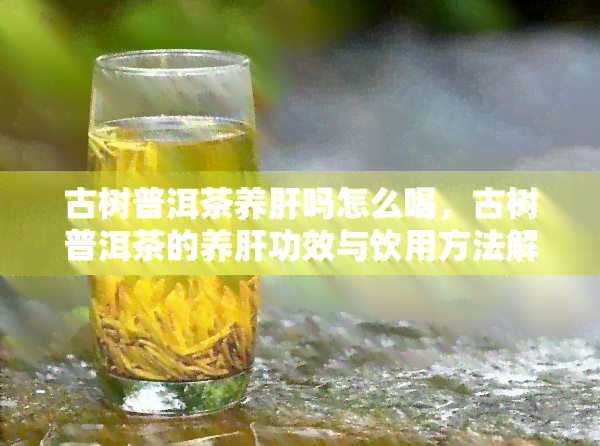 古树普洱茶养肝吗怎么喝，古树普洱茶的养肝功效与饮用方法解析