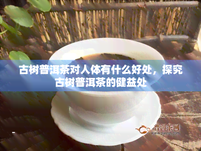 古树普洱茶对人体有什么好处，探究古树普洱茶的健益处