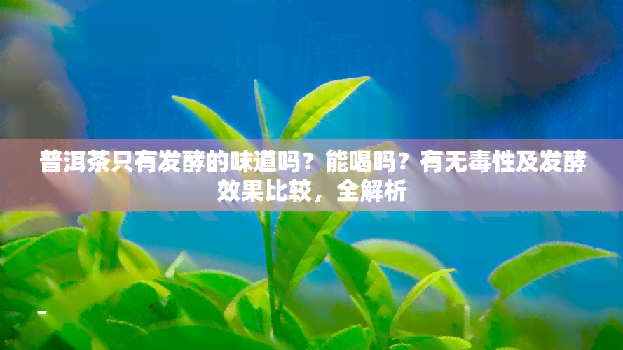 普洱茶只有发酵的味道吗？能喝吗？有无性及发酵效果比较，全解析