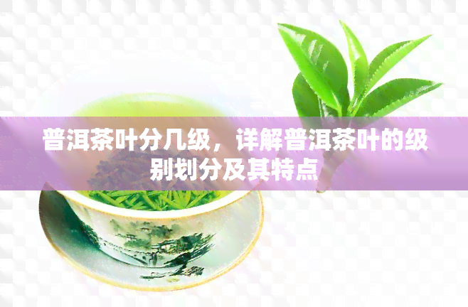 普洱茶叶分几级，详解普洱茶叶的级别划分及其特点