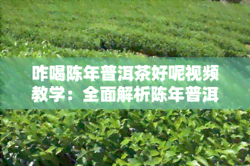 咋喝陈年普洱茶好呢视频教学：全面解析陈年普洱茶的冲泡方法与技巧