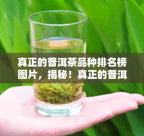 真正的普洱茶品种排名榜图片，揭秘！真正的普洱茶品种排名榜全图解析