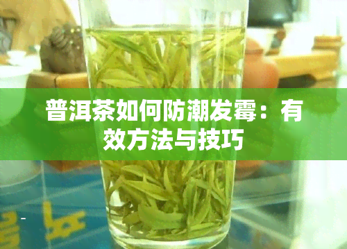 普洱茶如何防潮发霉：有效方法与技巧