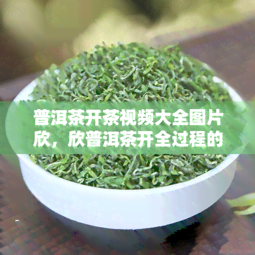 普洱茶开茶视频大全图片欣，欣普洱茶开全过程的美图大！