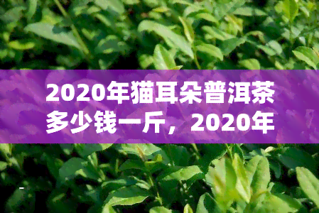 2020年猫耳朵普洱茶多少钱一斤，2020年猫耳朵普洱茶市场价格分析，每斤价格多少？