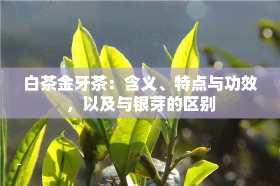 白茶金牙茶：含义、特点与功效，以及与银芽的区别