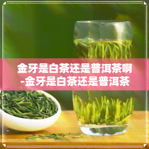 金牙是白茶还是普洱茶啊-金牙是白茶还是普洱茶啊