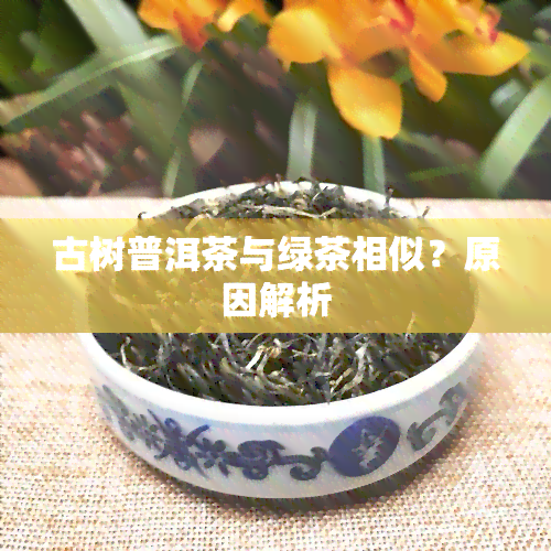 古树普洱茶与绿茶相似？原因解析