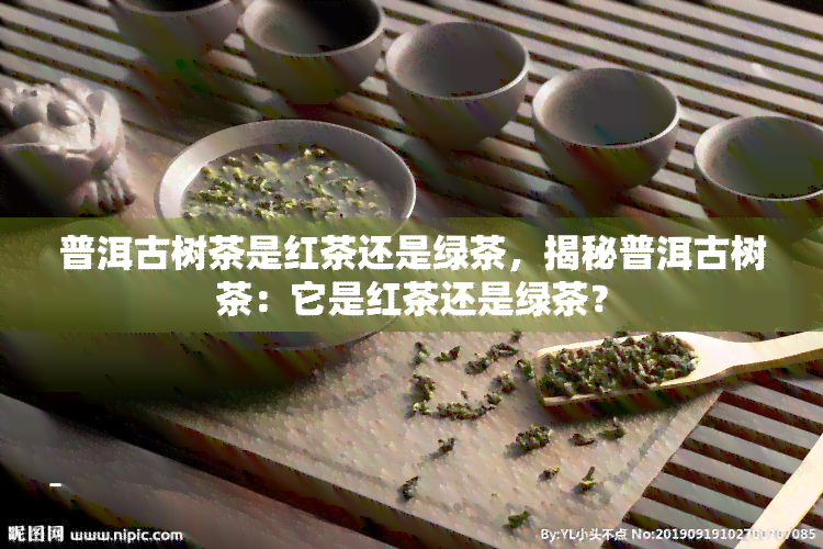 普洱古树茶是红茶还是绿茶，揭秘普洱古树茶：它是红茶还是绿茶？