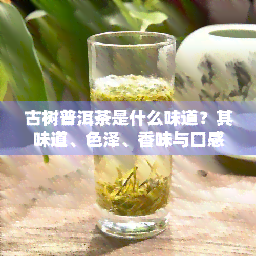 古树普洱茶是什么味道？其味道、色泽、香味与口感特点解析