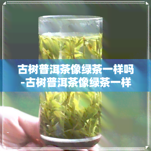 古树普洱茶像绿茶一样吗-古树普洱茶像绿茶一样吗图片