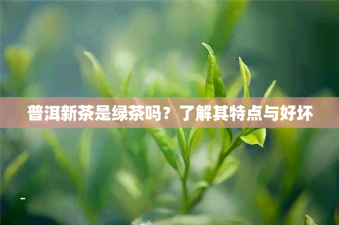 普洱新茶是绿茶吗？了解其特点与好坏