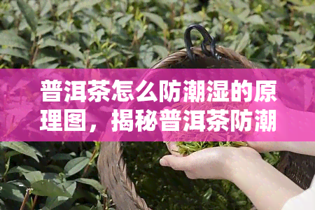 普洱茶怎么防潮湿的原理图，揭秘普洱茶防潮原理：一张图让你明白