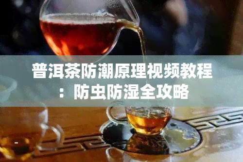 普洱茶防潮原理视频教程：防虫防湿全攻略