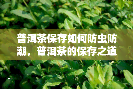 普洱茶保存如何防虫防潮，普洱茶的保存之道：有效防虫防潮技巧