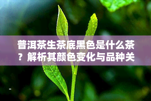 普洱茶生茶底黑色是什么茶？解析其颜色变化与品种关系