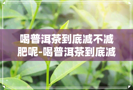 喝普洱茶到底减不减肥呢-喝普洱茶到底减不减肥呢女生