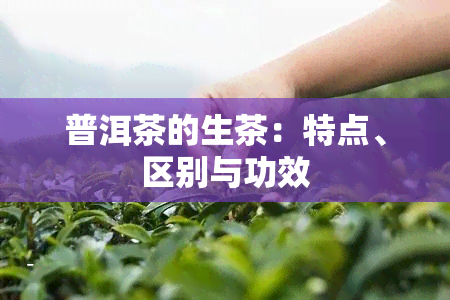 普洱茶的生茶：特点、区别与功效