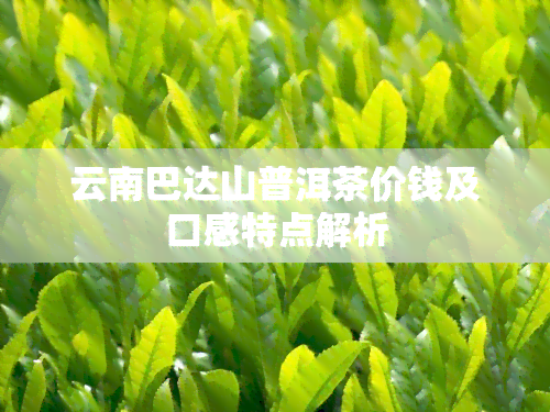 云南巴达山普洱茶价钱及口感特点解析