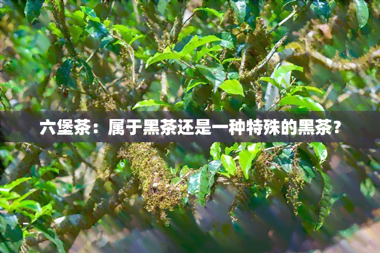 六堡茶：属于黑茶还是一种特殊的黑茶？