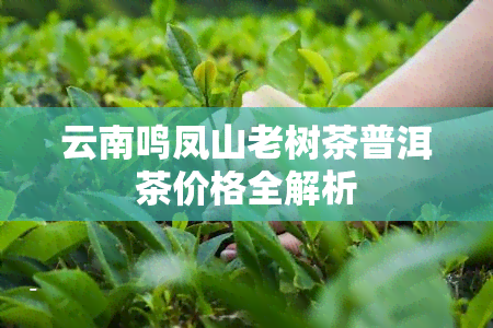 云南鸣凤山老树茶普洱茶价格全解析