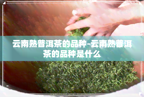 云南熟普洱茶的品种-云南熟普洱茶的品种是什么