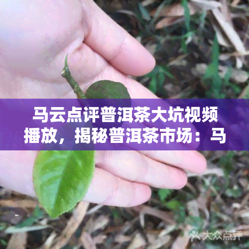 马云点评普洱茶大坑视频播放，揭秘普洱茶市场：马云点评大坑，深度解析茶叶行业