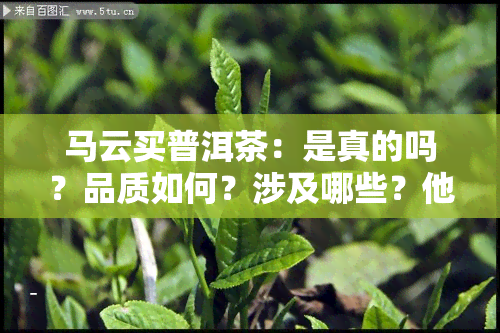 马云买普洱茶：是真的吗？品质如何？涉及哪些？他的茶叶喜好是什么？是否进入茶行业？