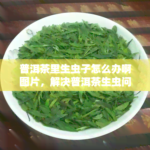 普洱茶里生虫子怎么办啊图片，解决普洱茶生虫问题：图片教你如何处理