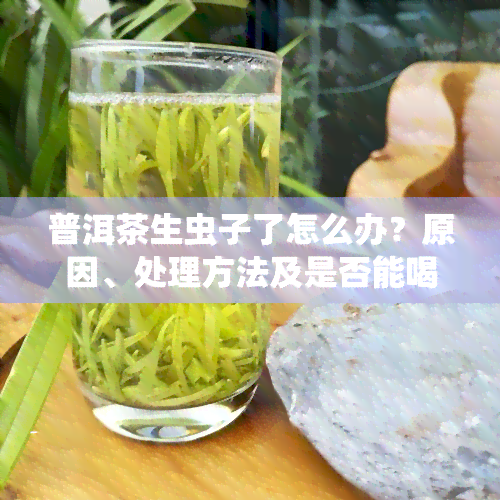 普洱茶生虫子了怎么办？原因、处理方法及是否能喝详解