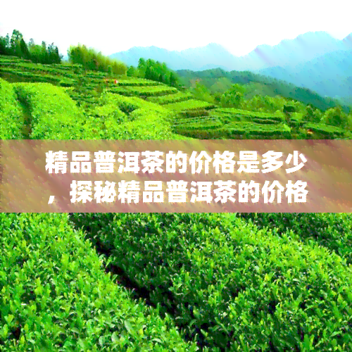 精品普洱茶的价格是多少，探秘精品普洱茶的价格：你所不知道的茶叶秘密