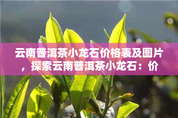 云南普洱茶小龙石价格表及图片，探索云南普洱茶小龙石：价格表与精美图片全览