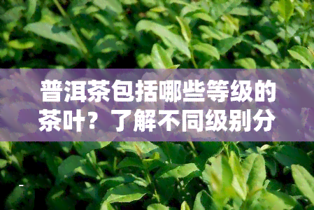 普洱茶包括哪些等级的茶叶？了解不同级别分类