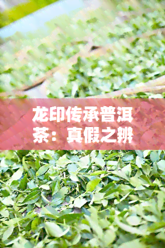 龙印传承普洱茶：真假之辨？