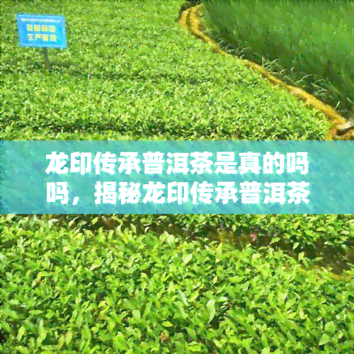 龙印传承普洱茶是真的吗吗，揭秘龙印传承普洱茶：真假之辨？