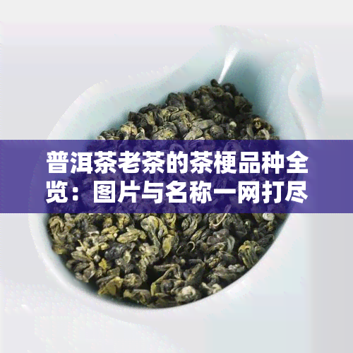 普洱茶老茶的茶梗品种全览：图片与名称一网打尽