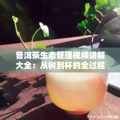 普洱茶生态管理视频讲解大全：从树到杯的全过程解析