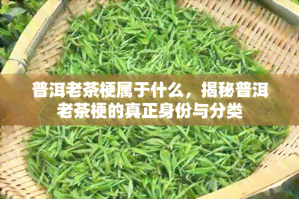 普洱老茶梗属于什么，揭秘普洱老茶梗的真正身份与分类