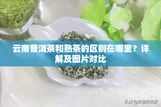 云南普洱茶和熟茶的区别在哪里？详解及图片对比