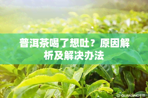 普洱茶喝了想吐？原因解析及解决办法