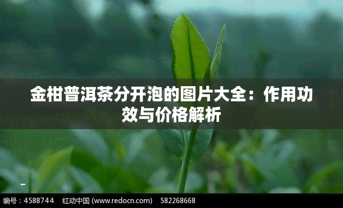 金柑普洱茶分开泡的图片大全：作用功效与价格解析