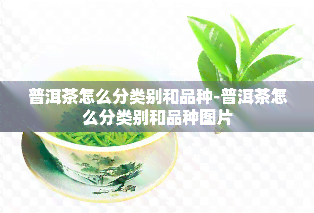 普洱茶怎么分类别和品种-普洱茶怎么分类别和品种图片