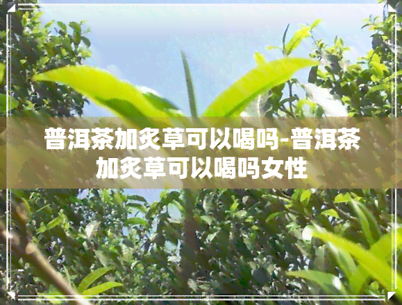 普洱茶加炙草可以喝吗-普洱茶加炙草可以喝吗女性