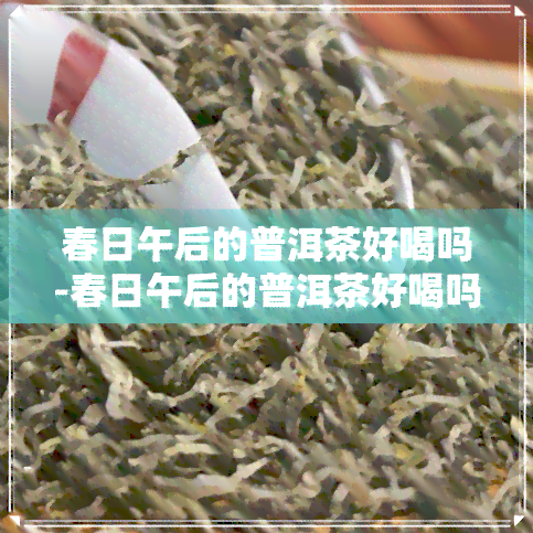 春日午后的普洱茶好喝吗-春日午后的普洱茶好喝吗知乎