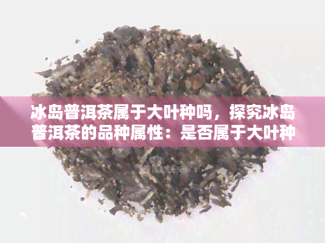 冰岛普洱茶属于大叶种吗，探究冰岛普洱茶的品种属性：是否属于大叶种？