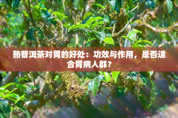 熟普洱茶对胃的好处：功效与作用，是否适合胃病人群？