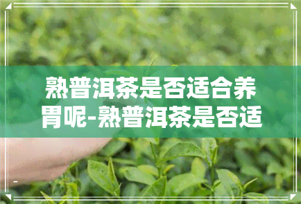 熟普洱茶是否适合养胃呢-熟普洱茶是否适合养胃呢